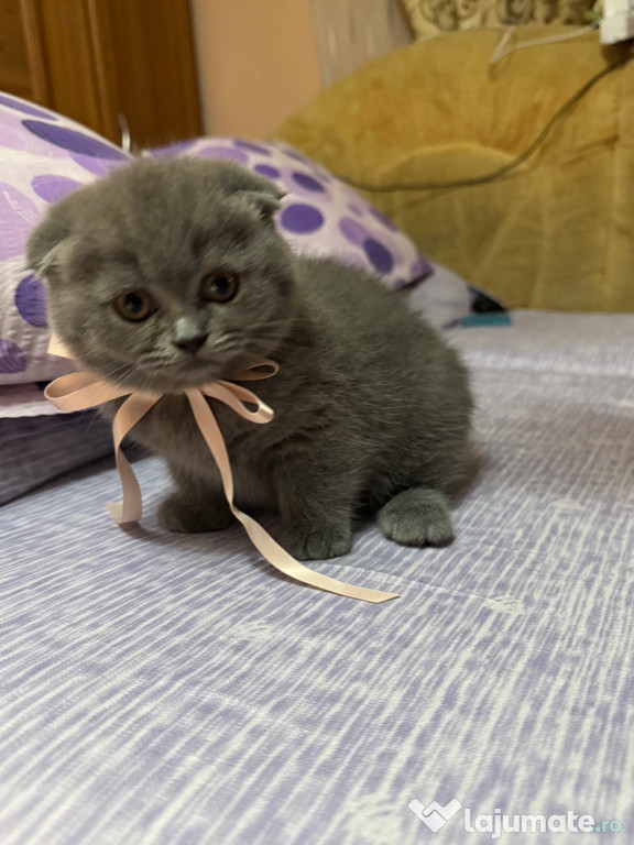 Pui de pisică scottish fold