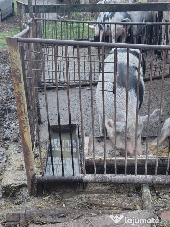 Vând porc 13 lei kg