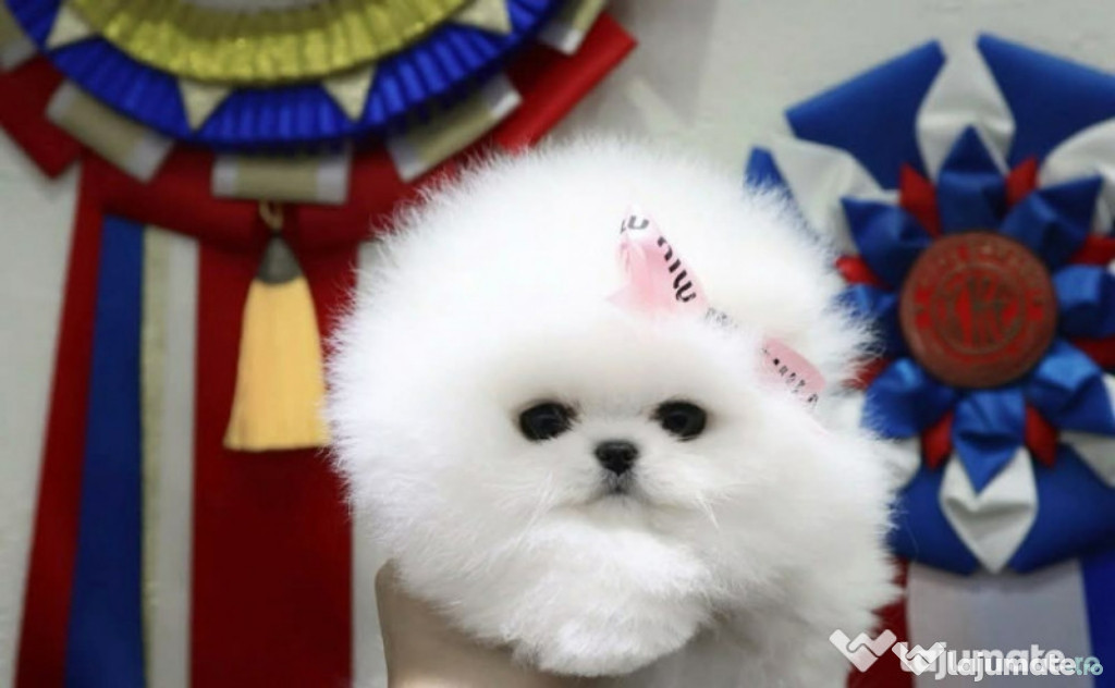 Pomeranian talie mica rasă pura