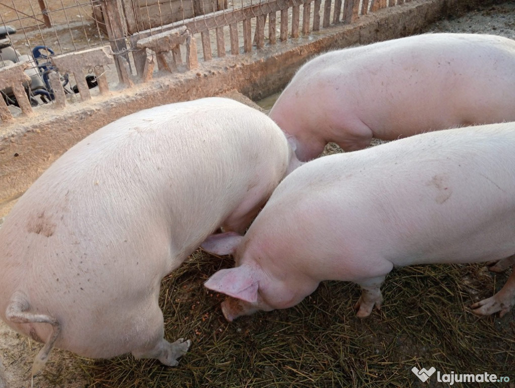 Vând porci rasa de carne