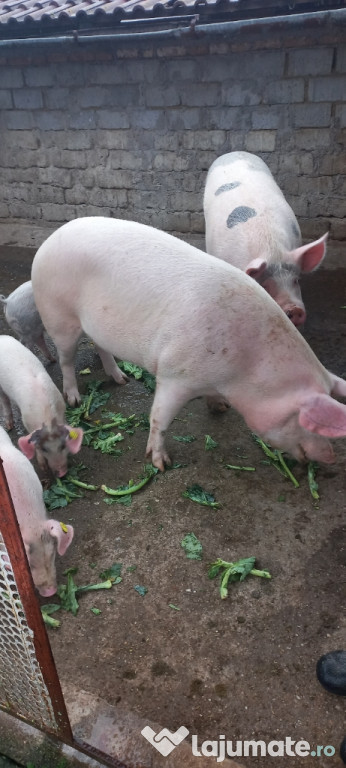 Purcea, de vânzare.