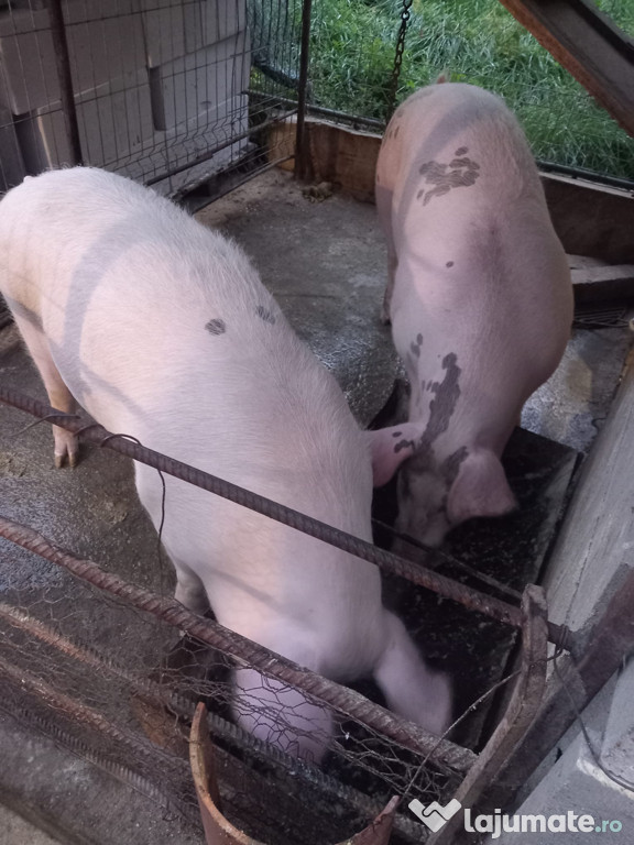 Vând porci crescuți în gospodăria proprie