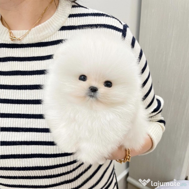 Pomeranian talie mica