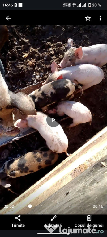 Vând purcei de crescut