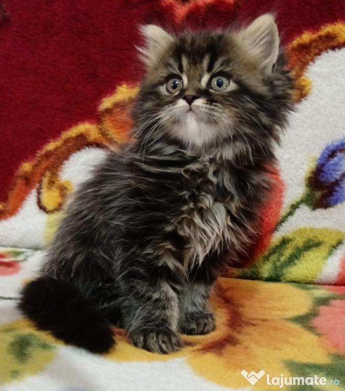Maine Coon Mascul
