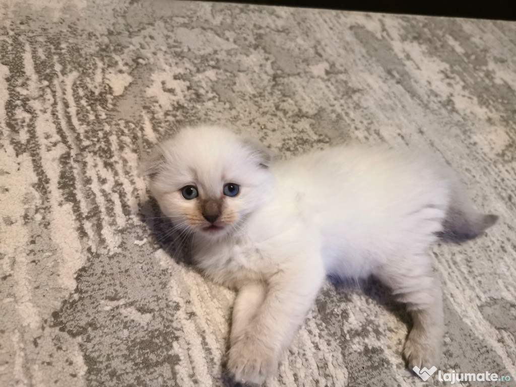 Vand pui de pisica Scotish Fold