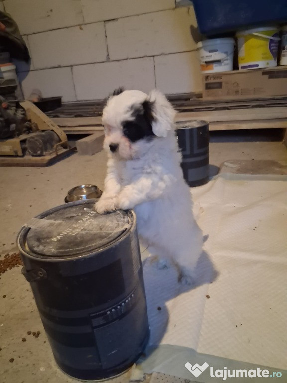 Catei Shih tzu si Bichon