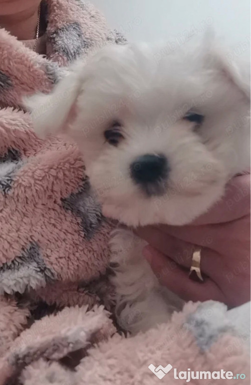 Bichon maltesse alb talie mica