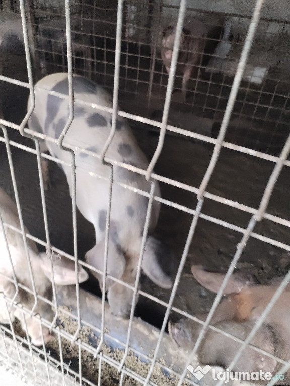 Purcei crescuți natural