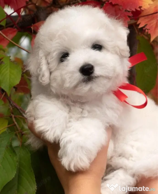 Bichon maltez alb baiat