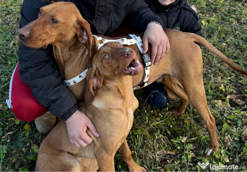 Vizsla maghiară mascul