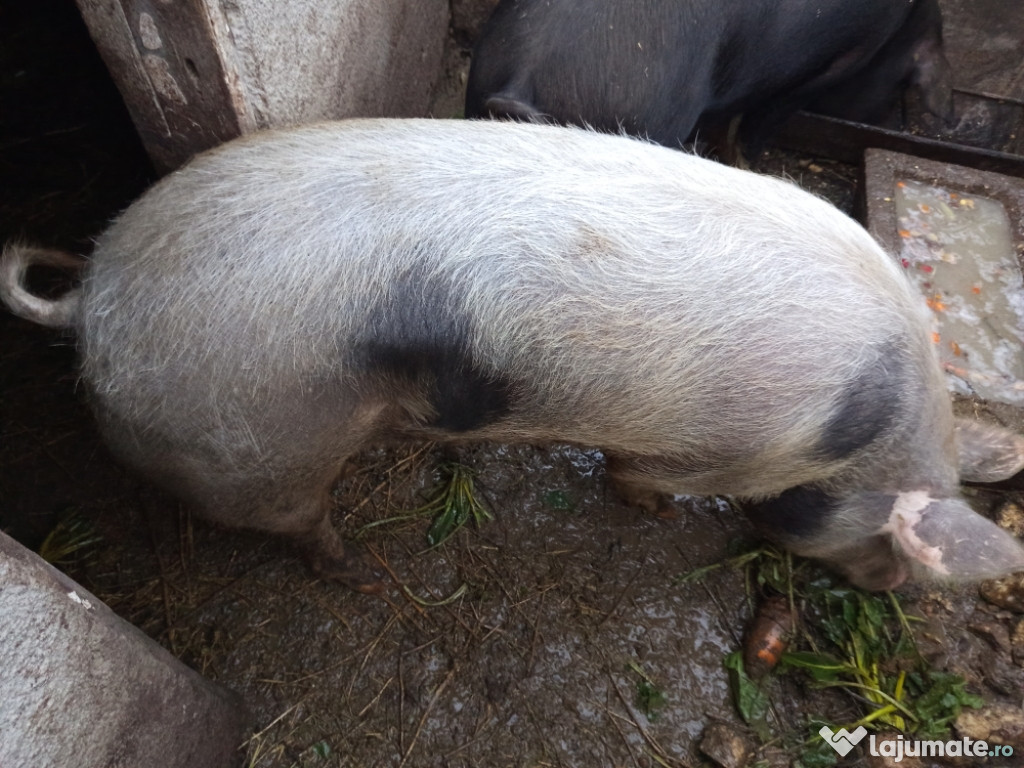 Vând porc rasă de carne