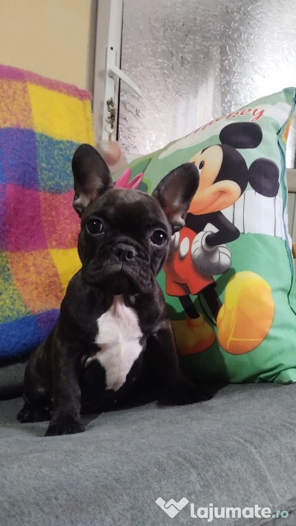 Bulldog francez Femelă