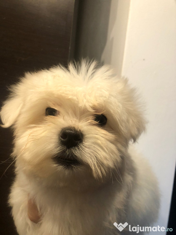 Bichon maltez alb 2 luni