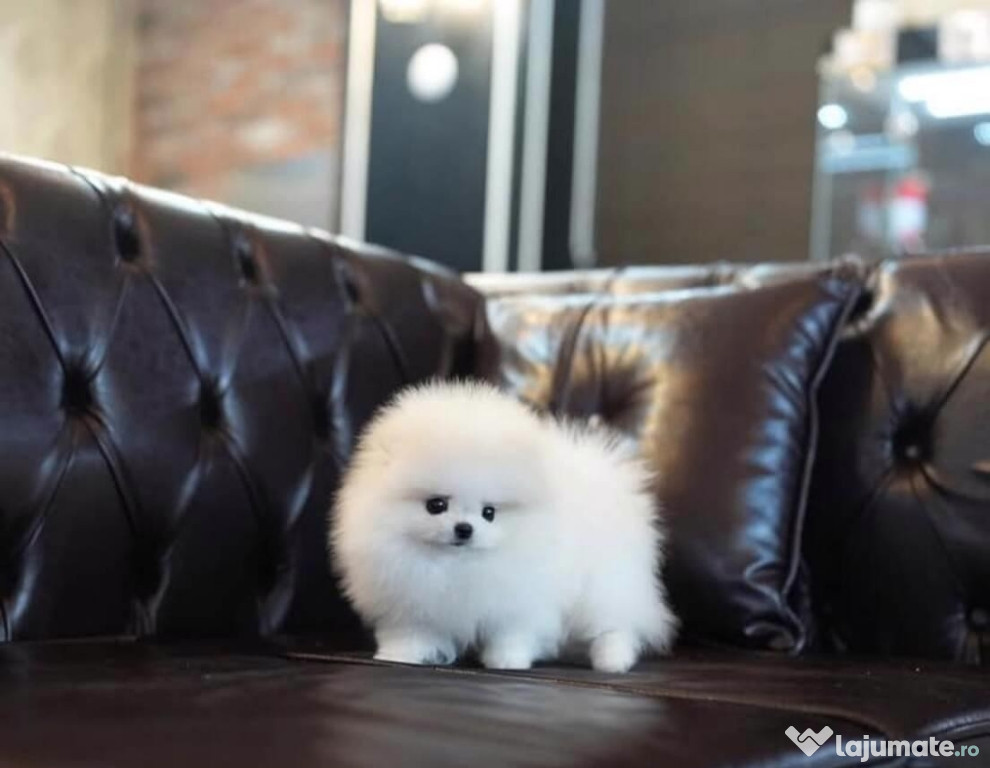 Pomeranian mini teeacup