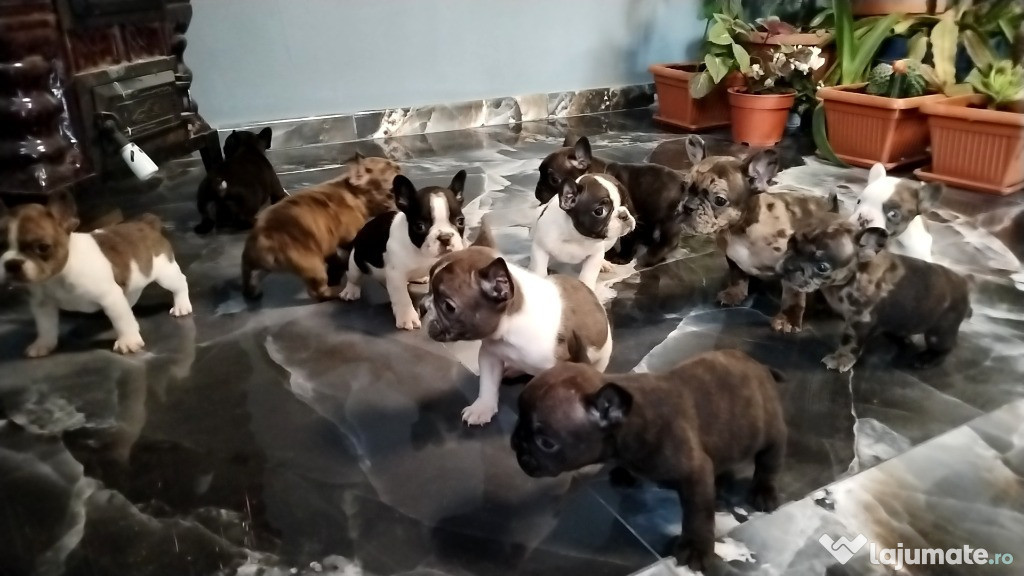 Buldog francez disponibili