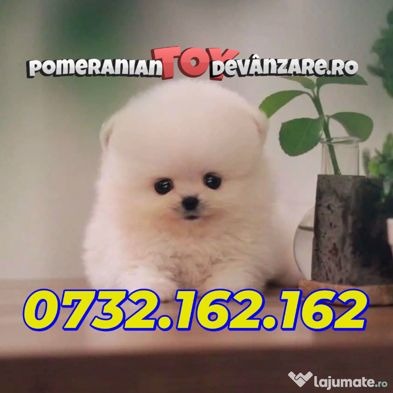 Pomeranian Mini de vanzare cu Factura Garantie Microcip Carnet Livrare