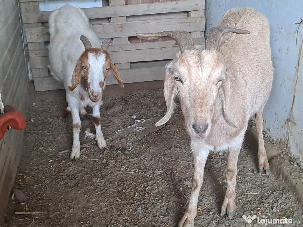 Capre anglo- nubiene