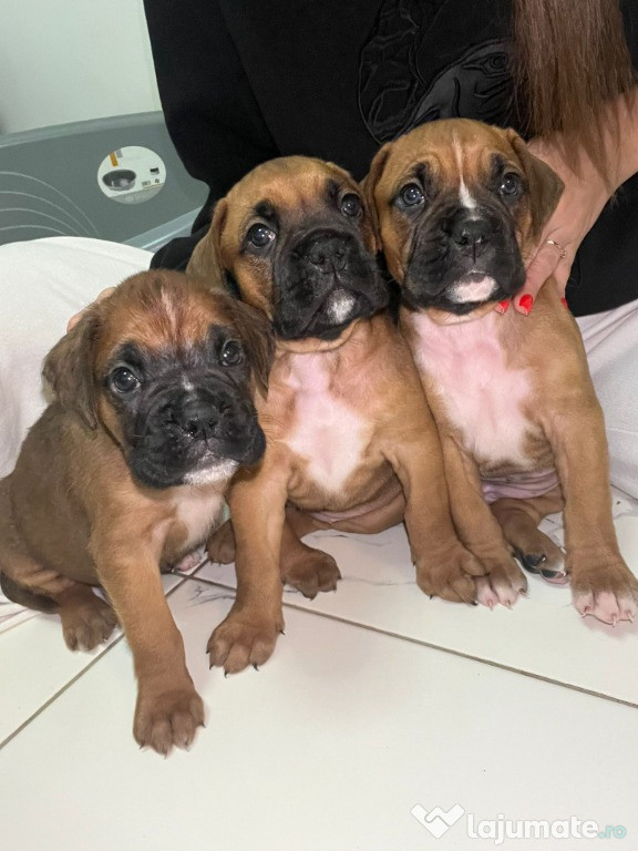 Pui boxeri. Un baiat si doua fetite