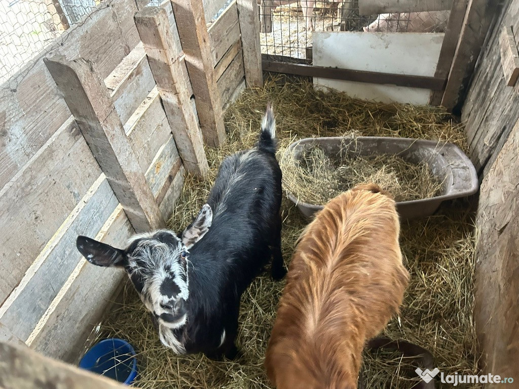 Capra gestantă și tap