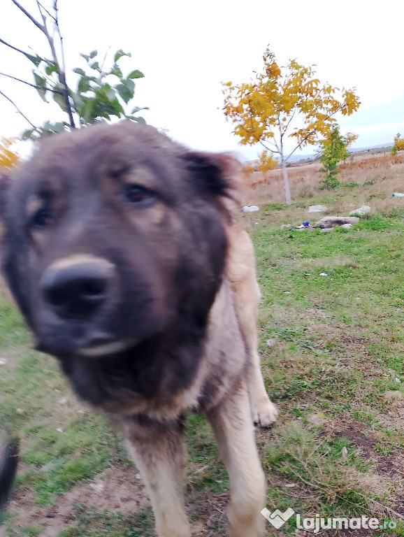 Vând Ciobanesc caucazian 500 lei tel 0755823065