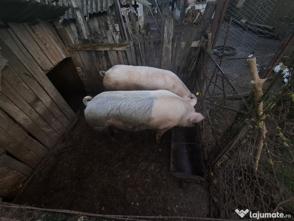 Vând porci ( femele)