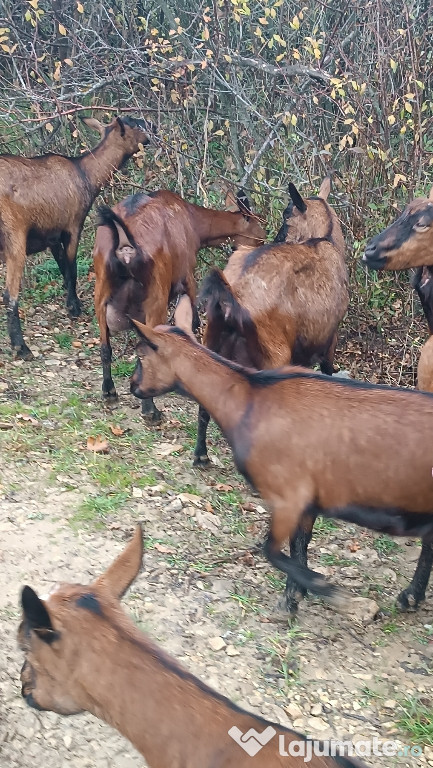 Capre alpina franceza