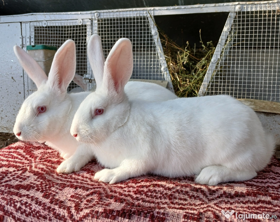 Iepuri Hycole Francez!