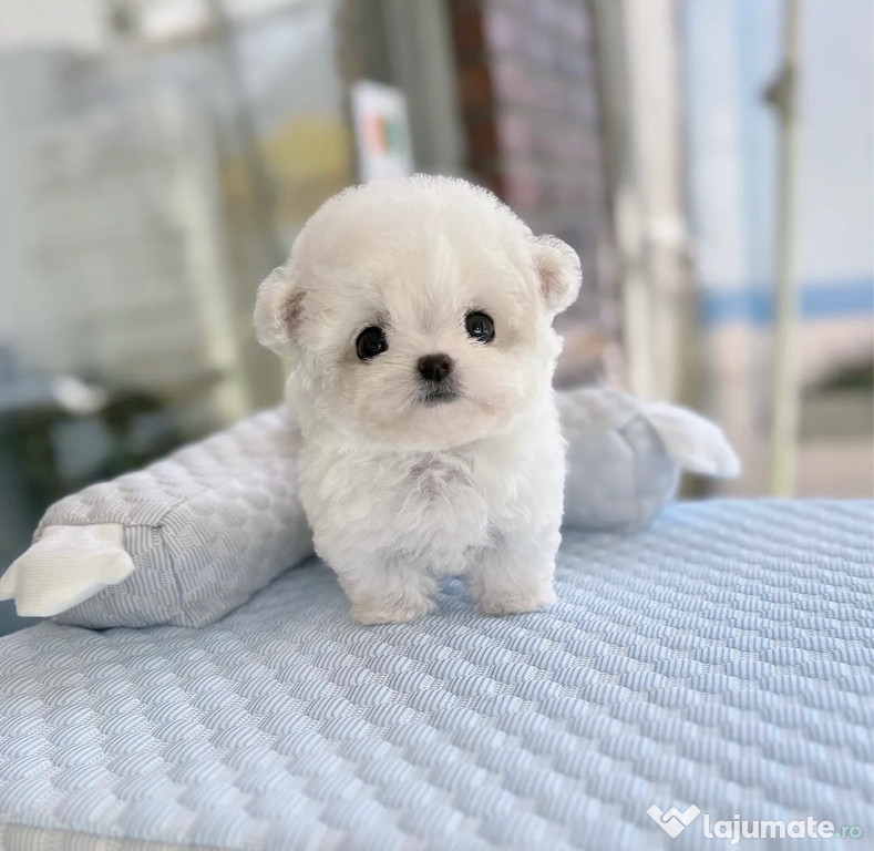 Bichon Maltez Mini Toy