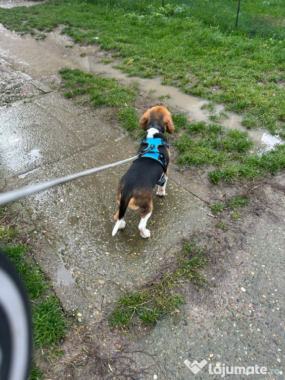 Vând Cățel beagle prietenos