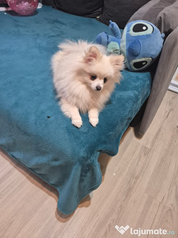 Cățelușa Pomeranian