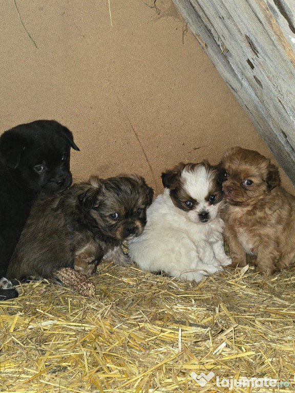 Pui de pechinez drăguți