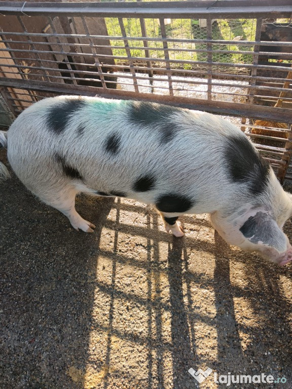 Vând porc, și unsoare de casă