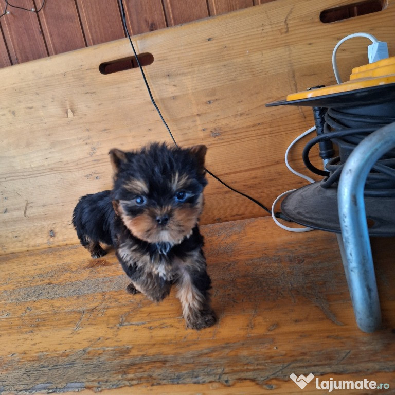 Yorkshire Terrier Toy de rasa pura cu vaccin și deparazitați și carnet