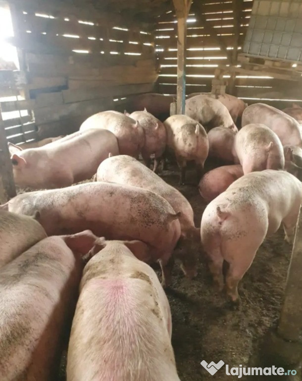 Porci de vanzare!
