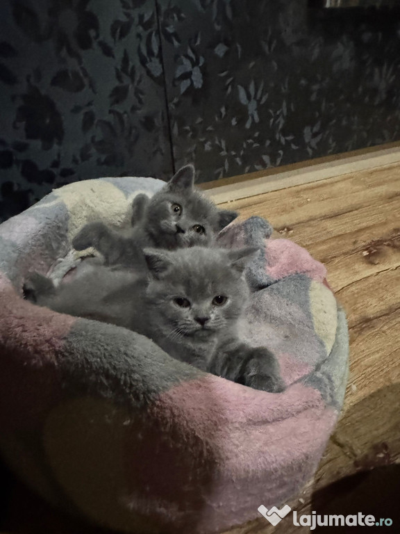 British shorthair blue