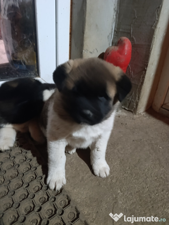 Akita American căței Akita