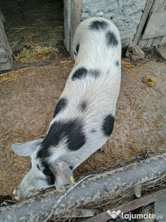 Purcea de prasila sau taiere