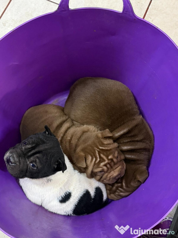 Căței Shar pei dragalasi.