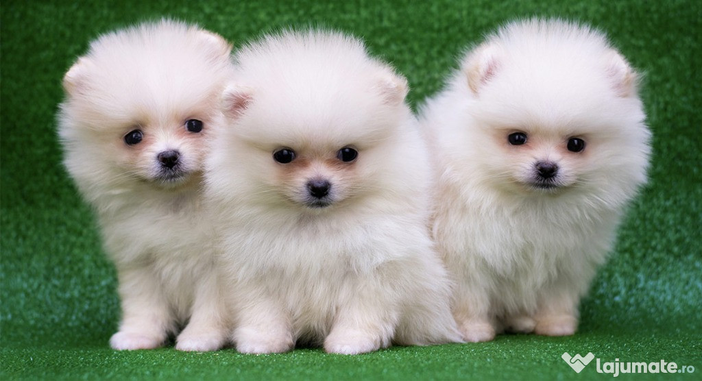 Pui Pomeranian minunați.