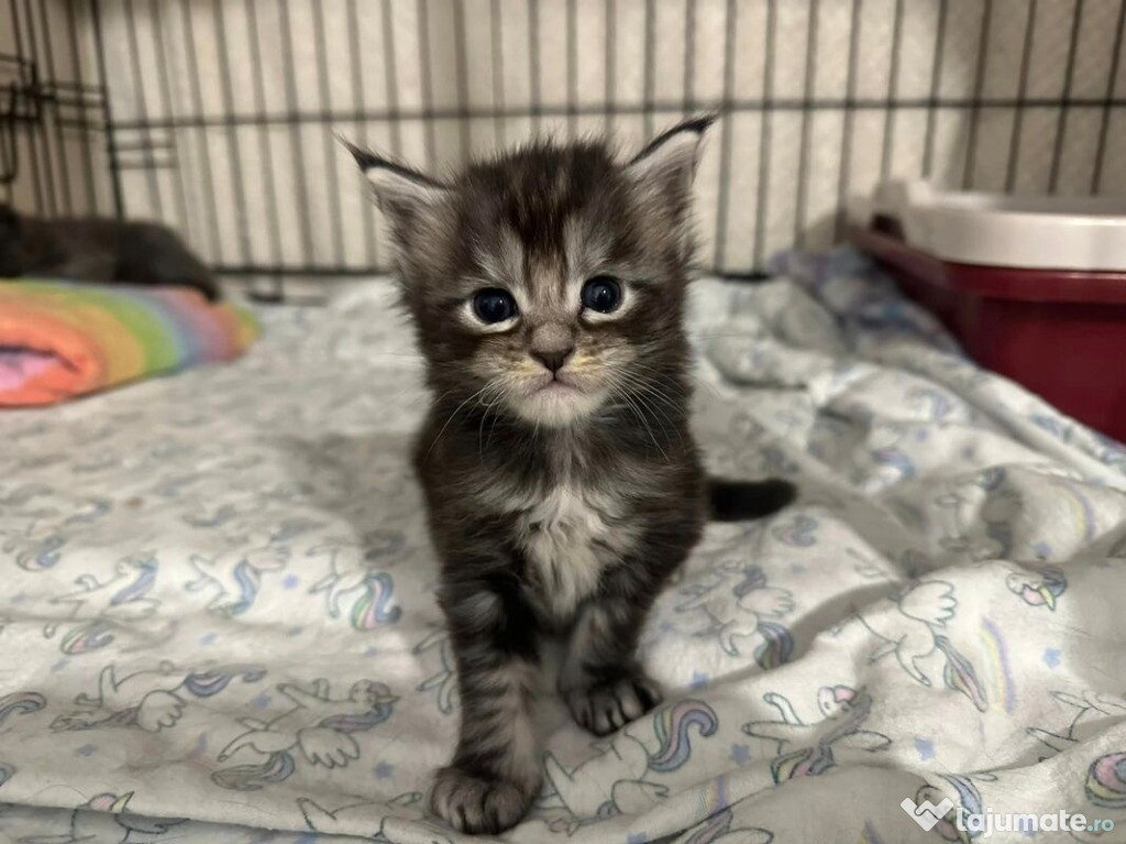 Pisuți Maine Coon pentru adopție.