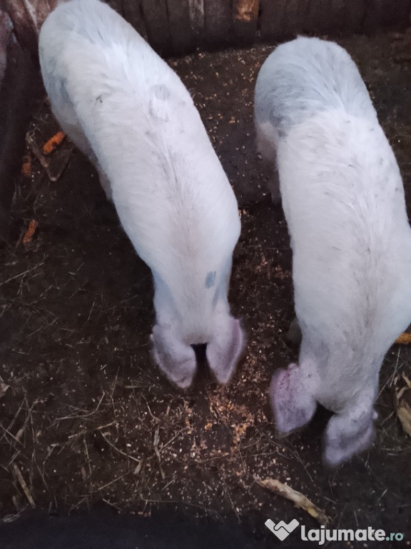 Vand 2 porci de 120-150 kg cu 16 lei kg