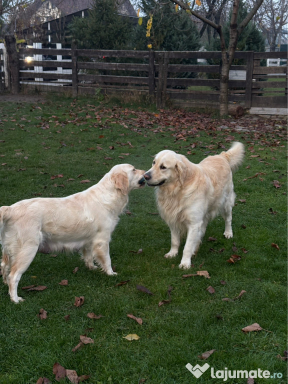 Pui Golden Retriever