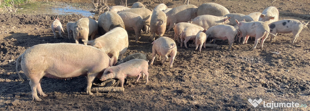 Porci si purcei de vanzare