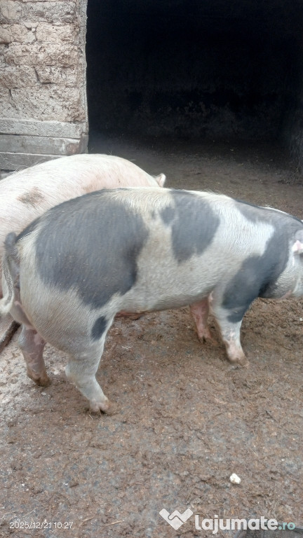 Vând porci de carne