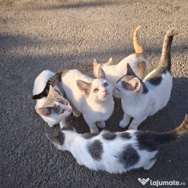 Puiuți de pisică își caută o familie de sărbători