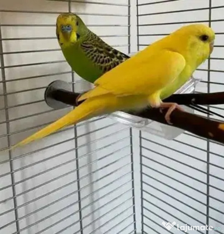 Papagali Peruși Divere Culori