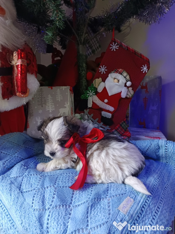 Bichon havanez fetiță