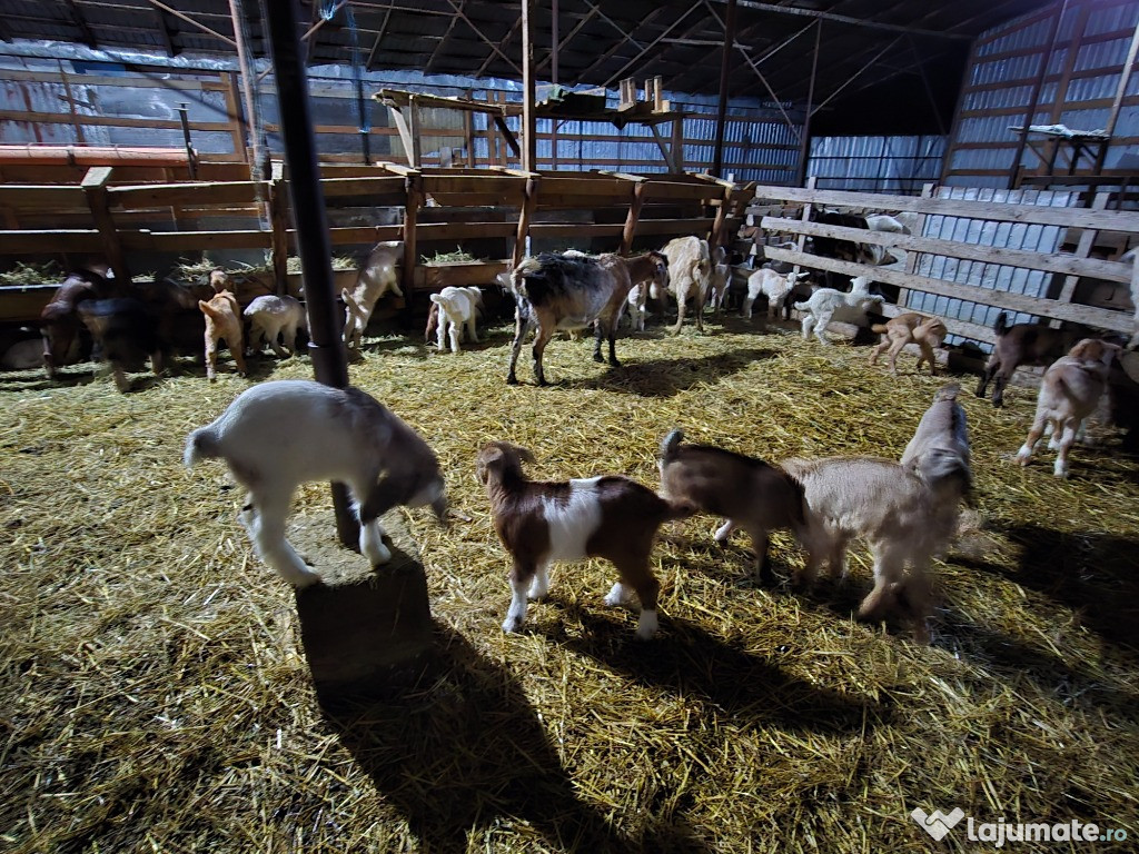 Angajez cioban pentru capre