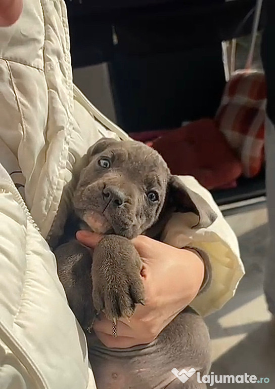 Cane Corso Negru și Gri